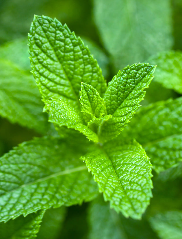 Traditional Medicinals Tea, Organic Spearmint, Supports Everyday Wellness, Healthy & Refreshing